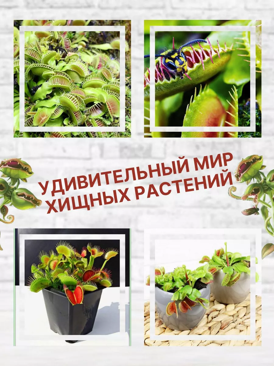 Семена венерина мухоловка (Dionaea muscipula) сорт MIX Венерина Мухоловка  172420153 купить за 375 ₽ в интернет-магазине Wildberries