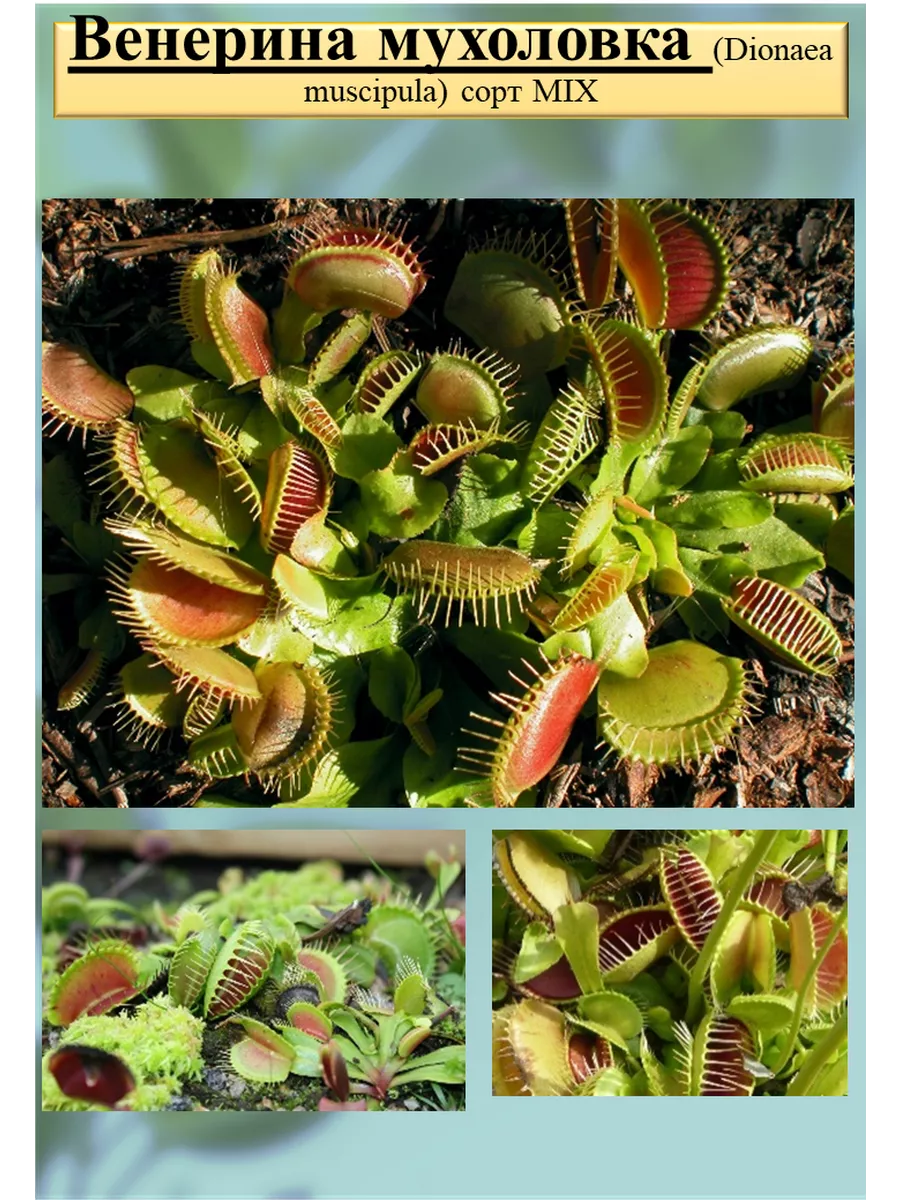 Семена венерина мухоловка (Dionaea muscipula) сорт MIX Венерина Мухоловка  172420153 купить за 375 ₽ в интернет-магазине Wildberries