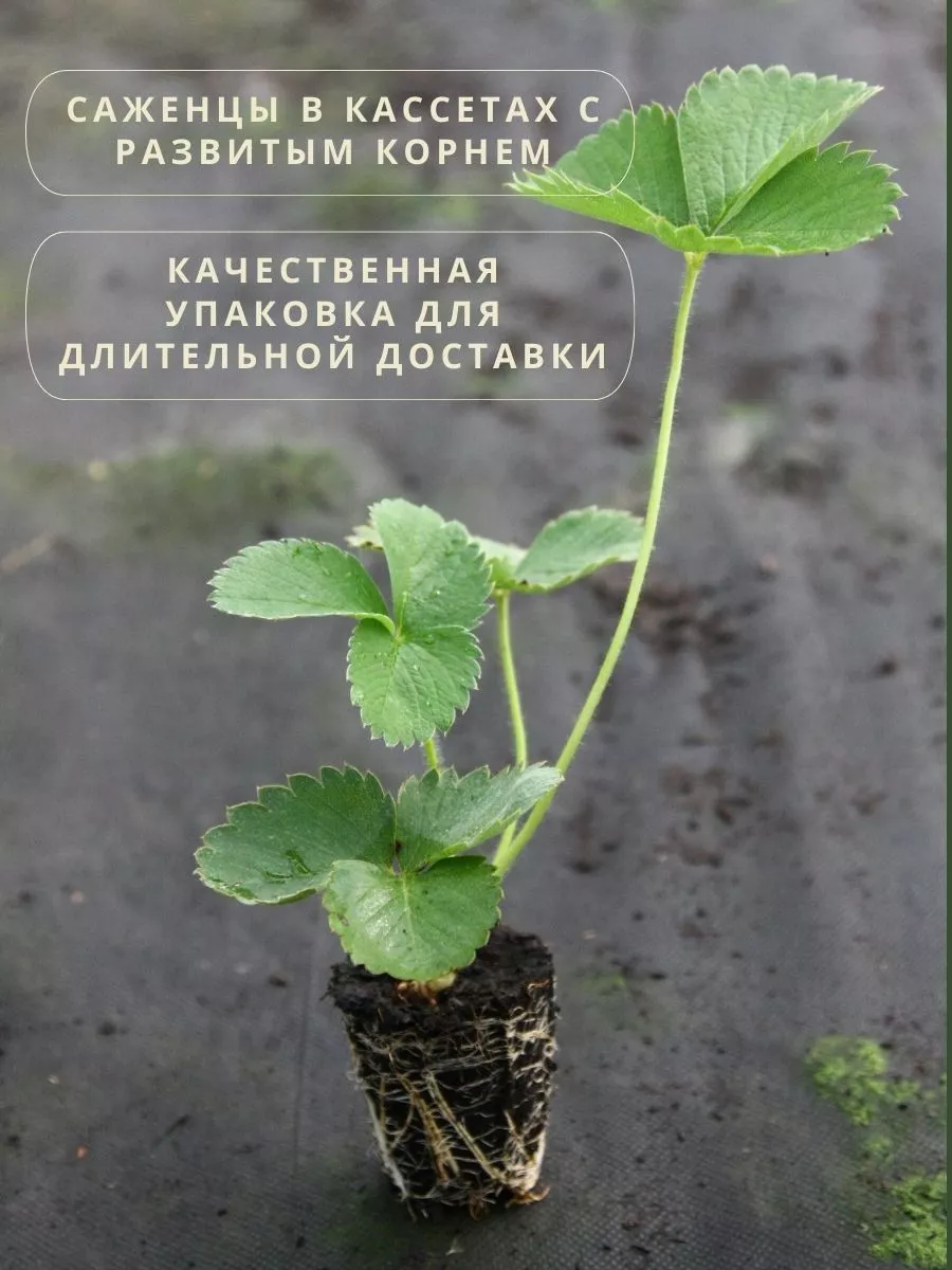 Саженцы клубники Крапо 10 ремонтантная 10шт в кассетах Дом клубники  172643667 купить в интернет-магазине Wildberries