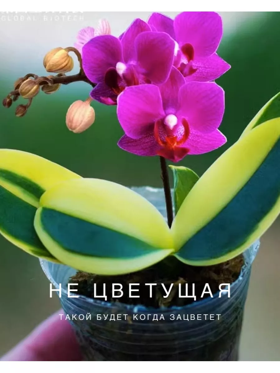 Орхидея фаленопсис не цветущая YASHOP OF ORCHIDS 172763811 купить за 1 743  ₽ в интернет-магазине Wildberries