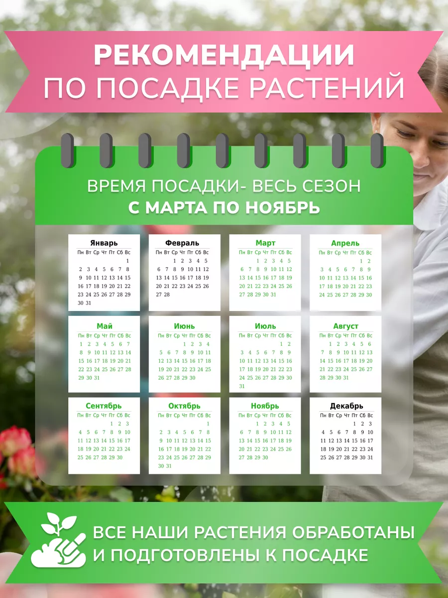 Саженцы розы чайно-гибридная Кроненбург Garden Seasons 172840185 купить в  интернет-магазине Wildberries