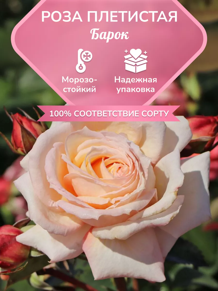 Саженцы розы плетистая Барок Garden Seasons 172843860 купить в  интернет-магазине Wildberries