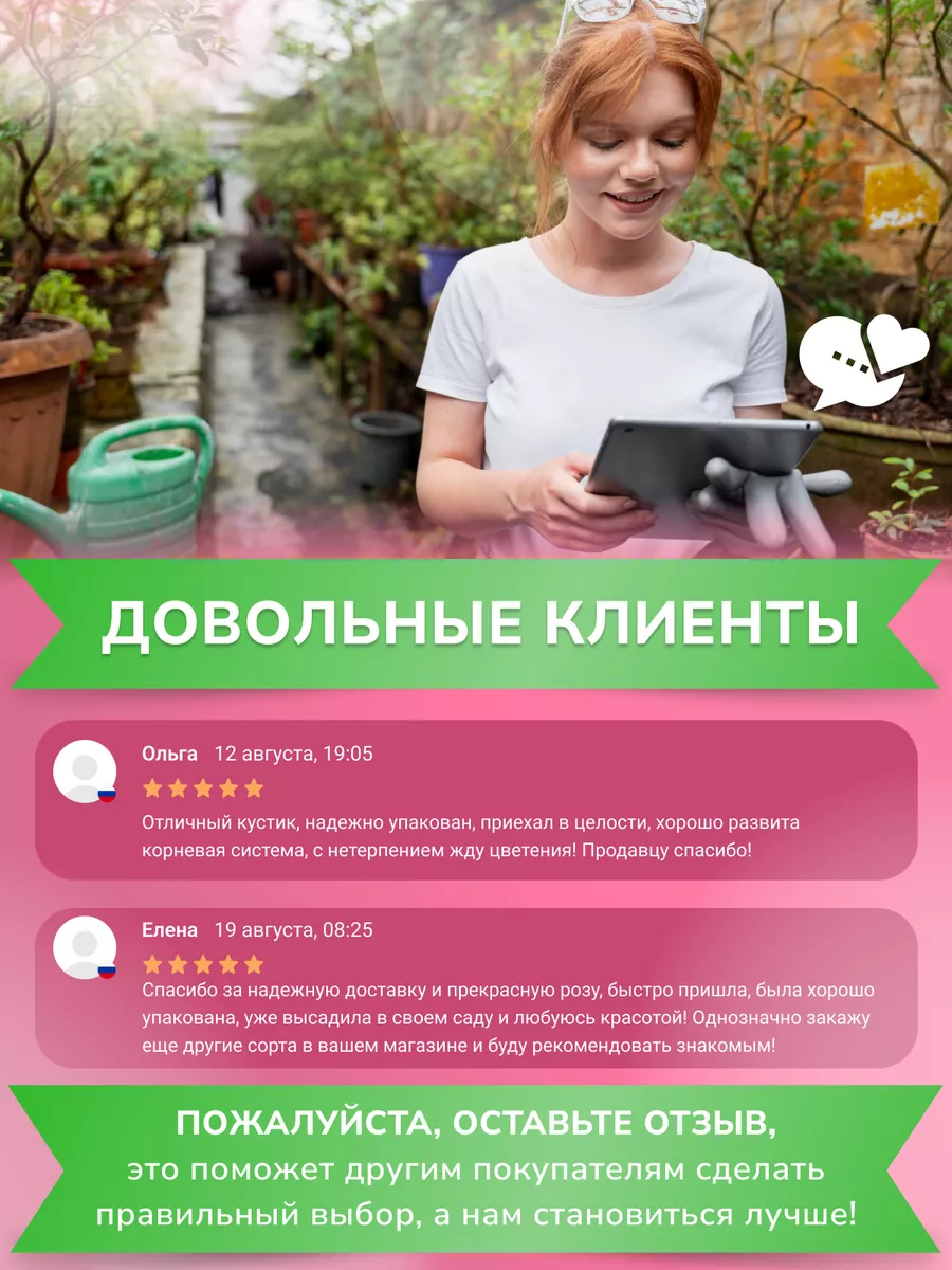 Саженцы розы плетистая Пьер де Ронсар Garden Seasons 172844791 купить в  интернет-магазине Wildberries