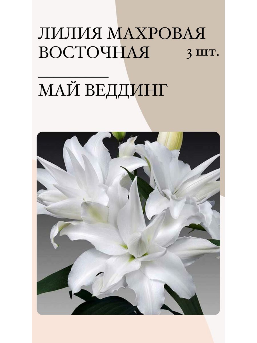 Лилия, луковицы для посадки, многолетние цветы Радуга цветов 172848407  купить за 243 ₽ в интернет-магазине Wildberries