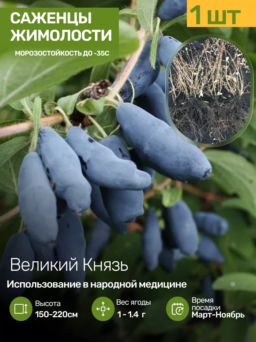 Жимолость Саженцы Посадика 172850000 купить в интернет-магазине Wildberries