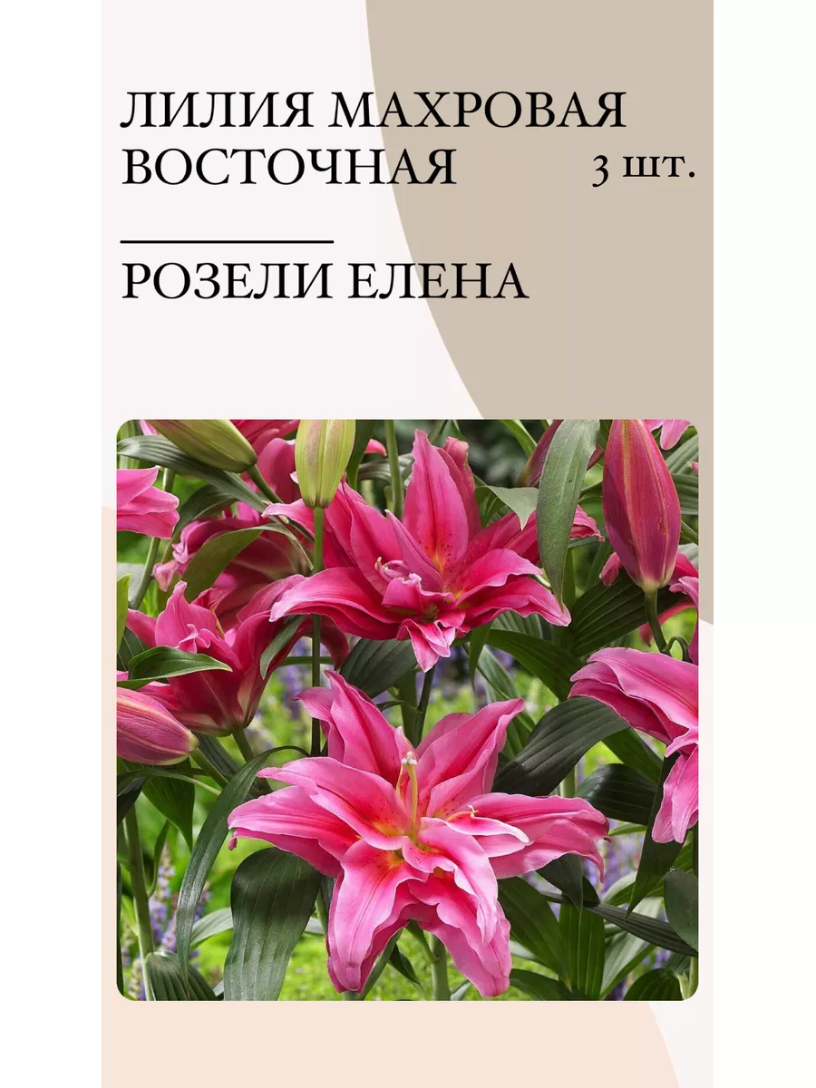 Лилия, луковичные многолетние цветы Радуга цветов 172866784 купить за 306 ₽  в интернет-магазине Wildberries