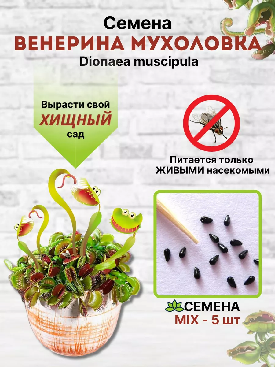 Семена ВЕНЕРИНА МУХОЛОВКА (Dionaea muscipula) сорт Mix Венерина Мухоловка  172897636 купить за 484 ₽ в интернет-магазине Wildberries