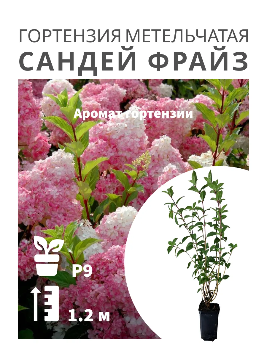 Гортензия метельчатая Sundae Fraise