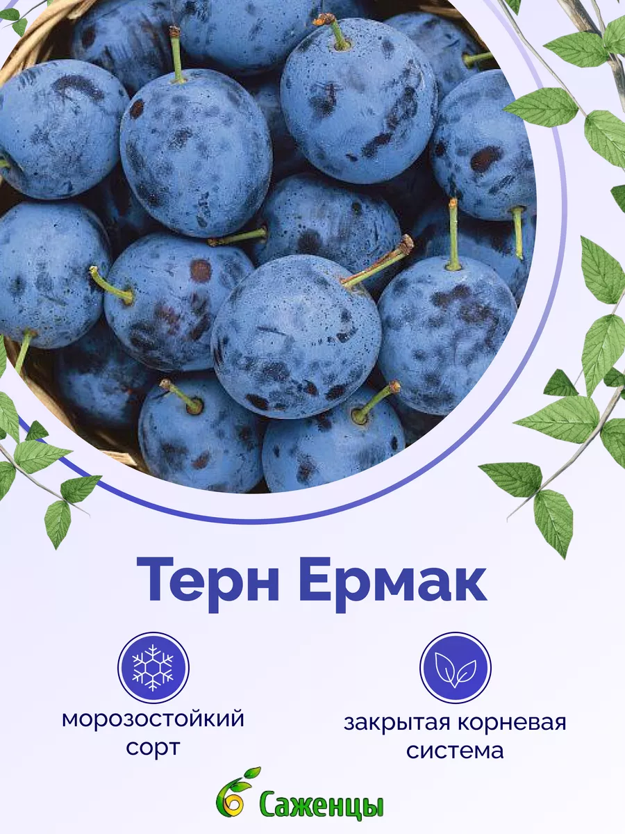 Терн Ермак Питомник Агролайн 172910443 купить за 932 ₽ в интернет-магазине  Wildberries