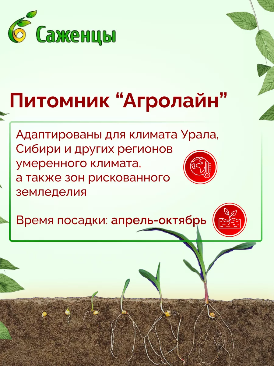 Терн Ермак Питомник Агролайн 172910443 купить за 932 ₽ в интернет-магазине  Wildberries