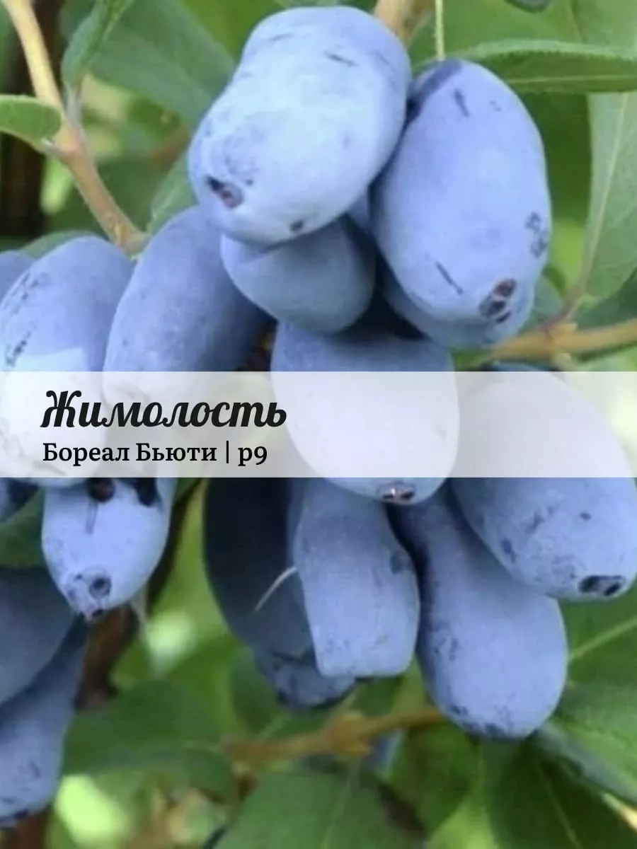 Жимолость Бореал Бьюти