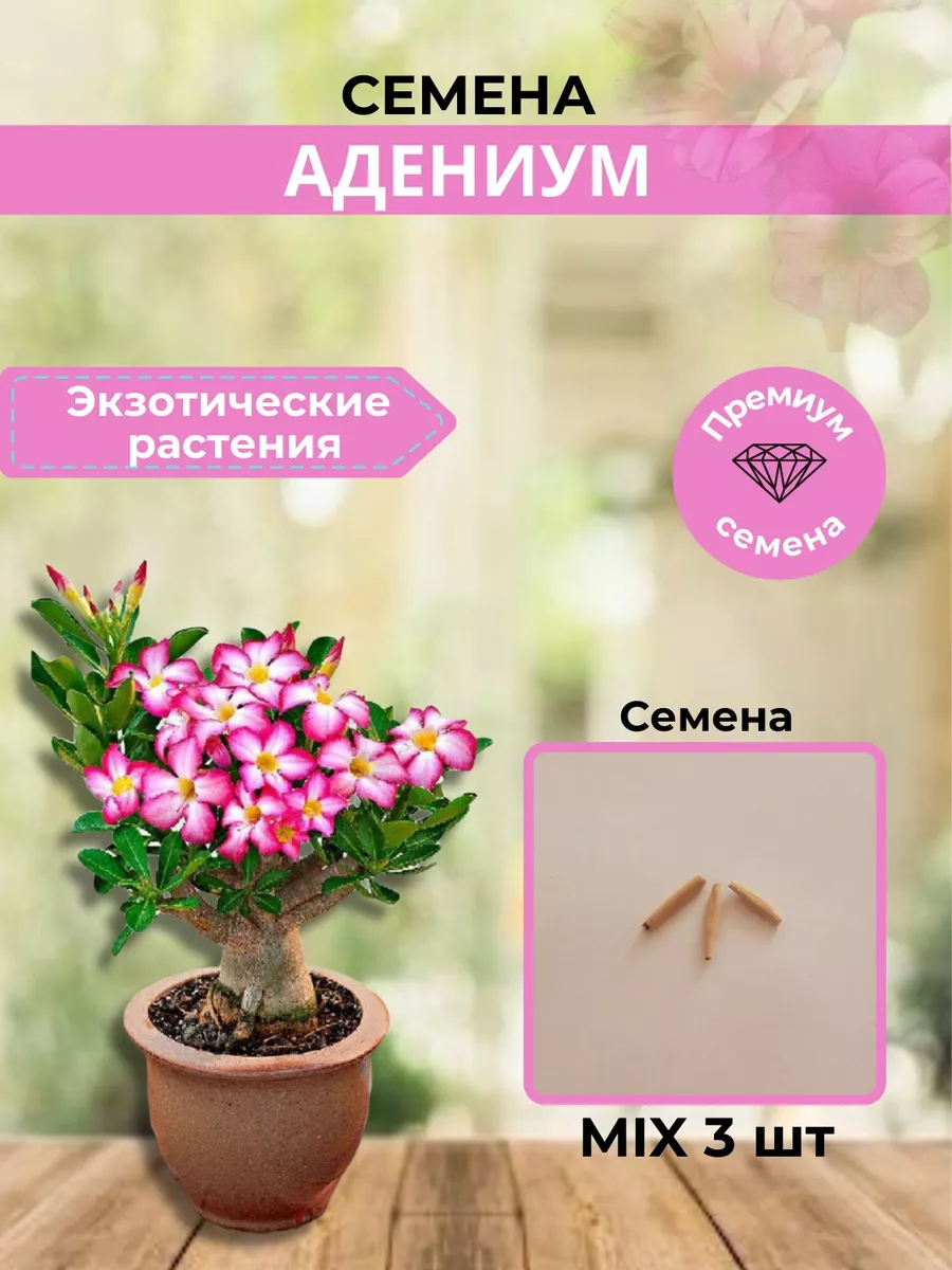 АДЕНИУМ/Адениум семена сорт MIX-3 шт. ТOП-SHOP 173020520 купить за 227 ₽ в  интернет-магазине Wildberries