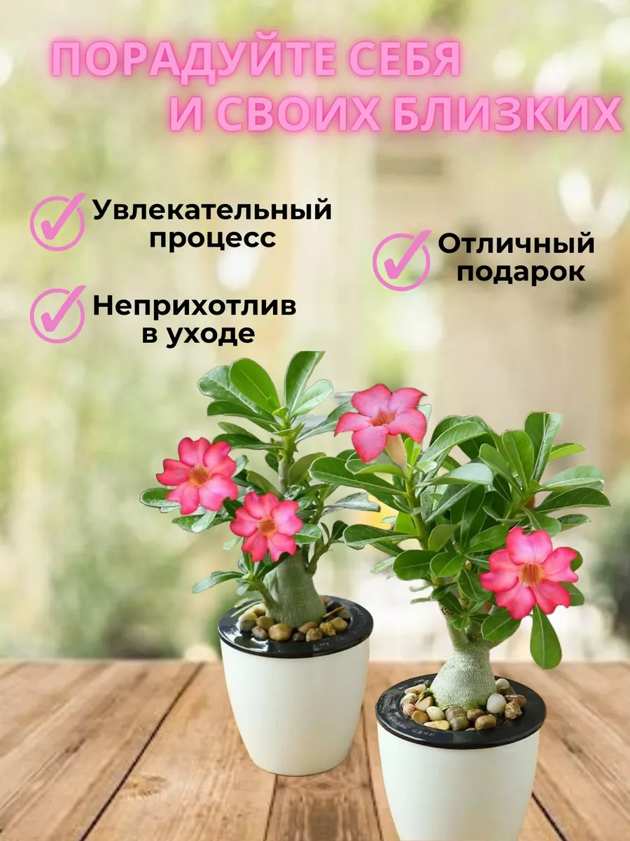 АДЕНИУМ/Адениум семена сорт MIX-3 шт. ТOП-SHOP 173020520 купить за 227 ₽ в  интернет-магазине Wildberries