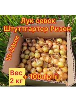 1,1 кг для посадки на репку лук севок 173073888 купить за 243 ₽ в интернет-магазине Wildberries