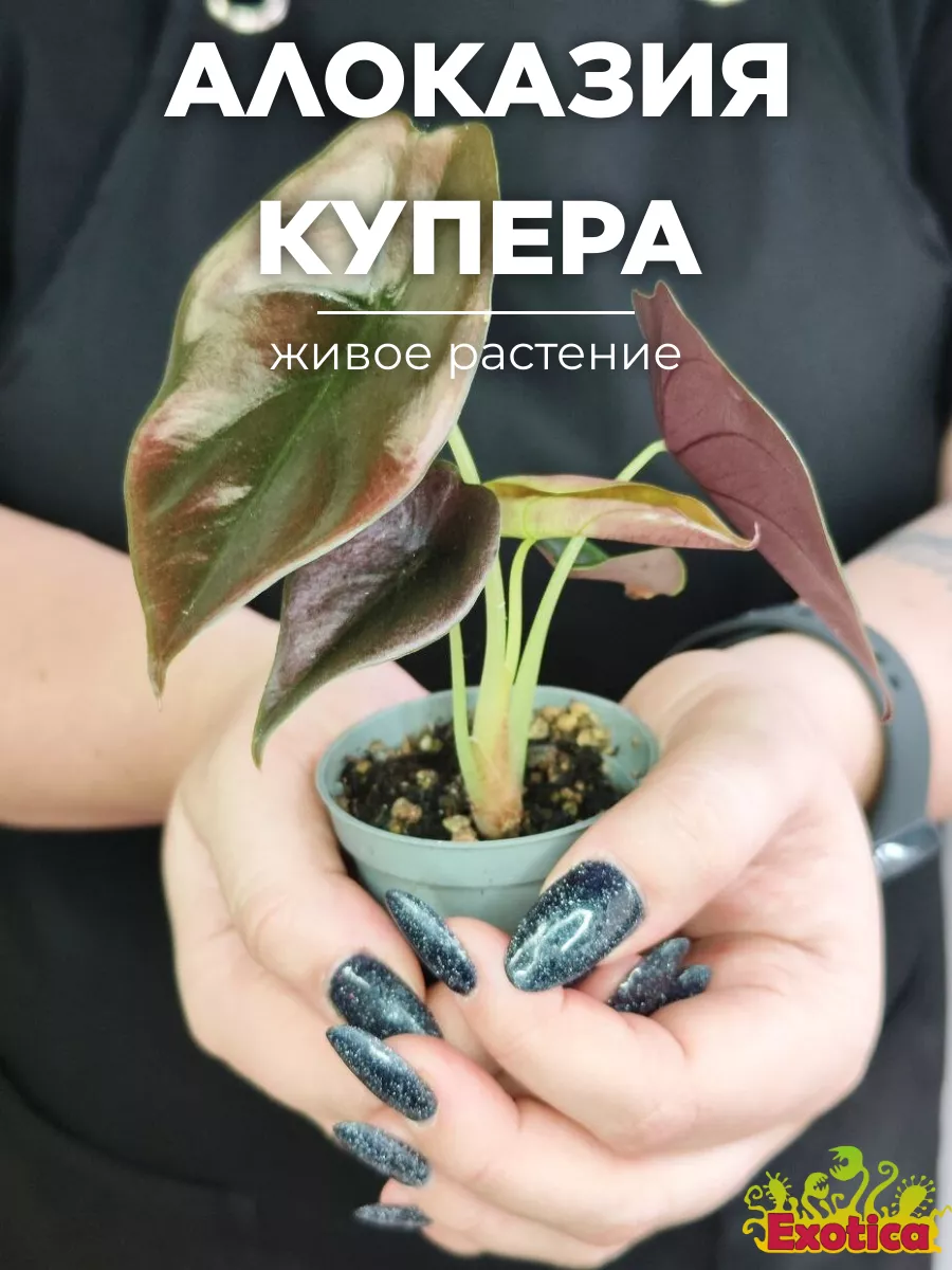 Алоказия Купера Ред Секрет, Купрея D6см Exotica 173079215 купить за 952 ₽ в  интернет-магазине Wildberries