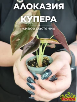 Алоказия Купера Ред Секрет, Купрея D6см Exotica 173079215 купить за 1 055 ₽ в интернет-магазине Wildberries