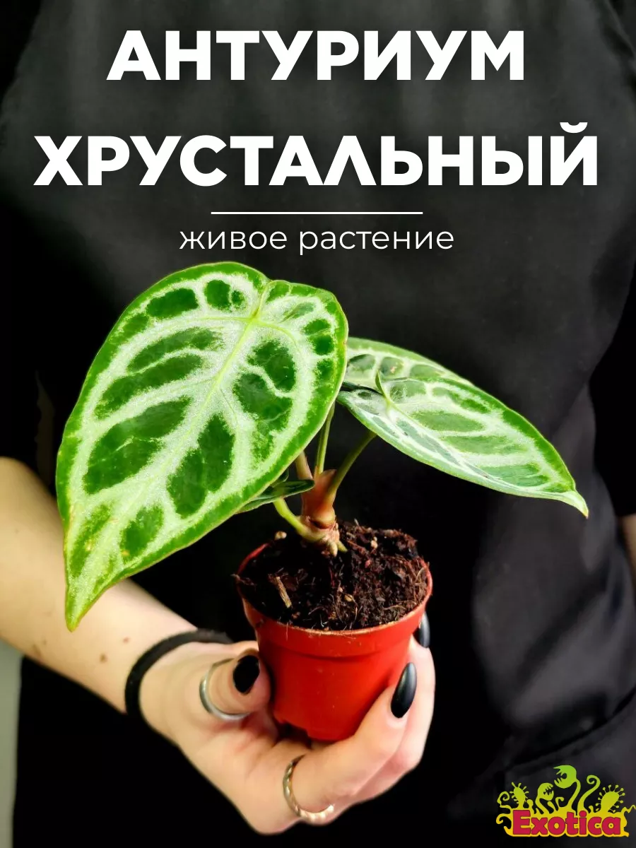 Антуриум Хрустальный (Anthurium Crystallinum) D6см Exotica 173122360 купить  в интернет-магазине Wildberries