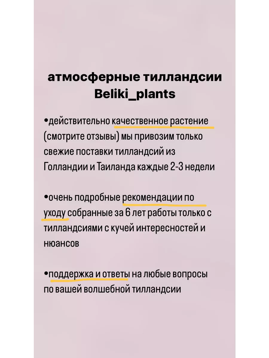 Тилландсия атмосферное растение тилландсии Beliki_plants 173154691 купить в  интернет-магазине Wildberries