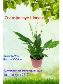 Спатифиллум Шопен D-9 Это наш сад 173196246 купить за 1 075 ₽ в интернет-магазине Wildberries