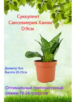 Сансевиерия Ханни (Sansevieria Hanii) D-9 живое растение Это наш сад 173197351 купить за 1 394 ₽ в интернет-магазине Wildberries