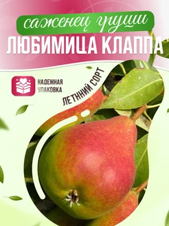 Груша Любимица Клаппа Garden Seasons 173289228 купить за 395 ₽ в интернет-магазине Wildberries