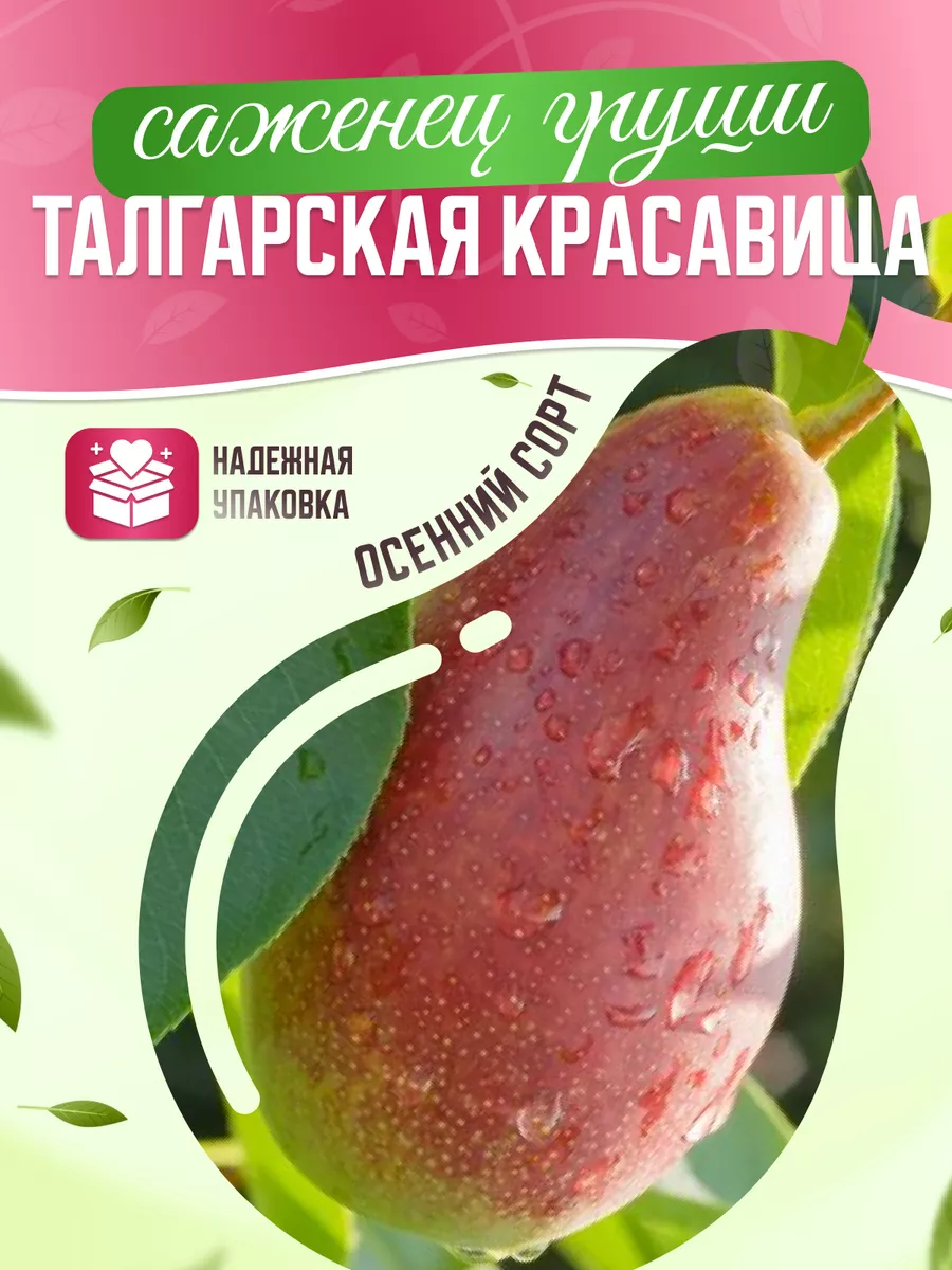 Груша Талгарская красавица Garden Seasons 173290314 купить в  интернет-магазине Wildberries