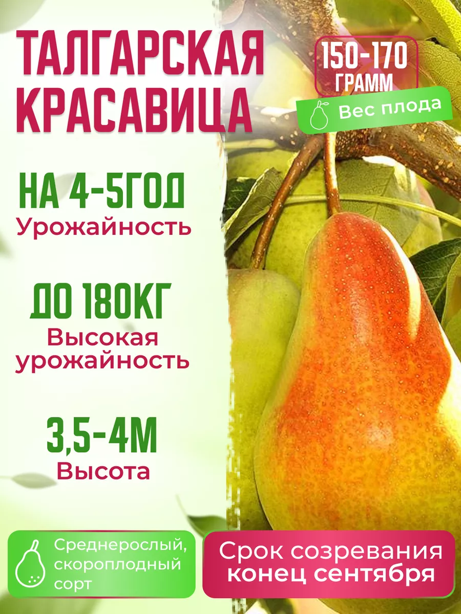 Груша Талгарская красавица Garden Seasons 173290314 купить в  интернет-магазине Wildberries