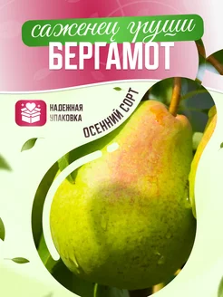 Груша Бергамот Garden Seasons 173302830 купить за 395 ₽ в интернет-магазине Wildberries