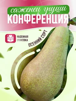 Груша Конференция Garden Seasons 173328818 купить за 395 ₽ в интернет-магазине Wildberries