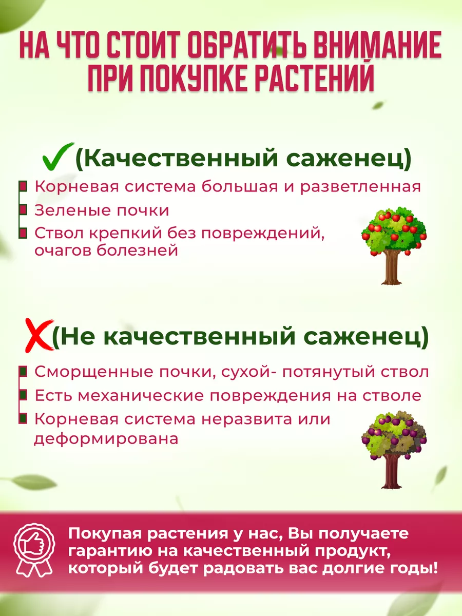 Слива Персиковая Garden Seasons 173330380 купить в интернет-магазине  Wildberries