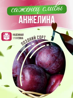 Саженцы сливы Анжелина Garden Seasons 173331028 купить за 379 ₽ в интернет-магазине Wildberries