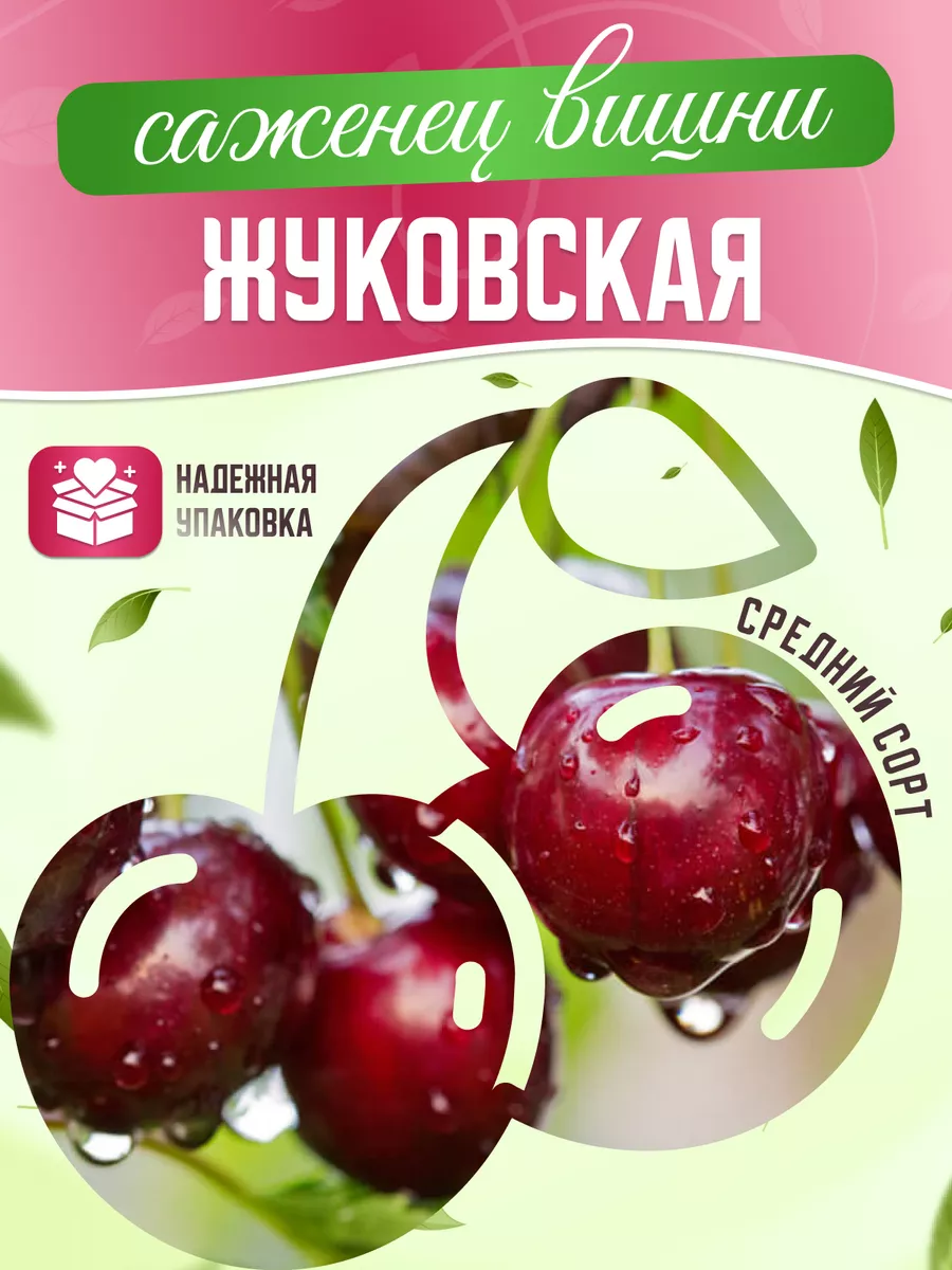 Саженцы Вишни Жуковская Garden Seasons 173452403 купить в интернет-магазине  Wildberries