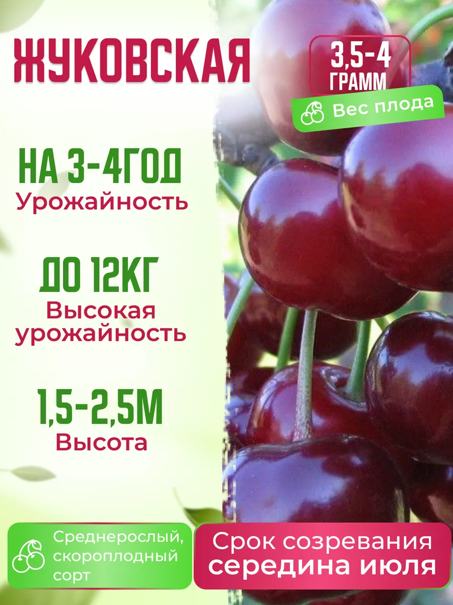 Саженцы Вишни Жуковская Garden Seasons 173452403 купить в интернет-магазине  Wildberries