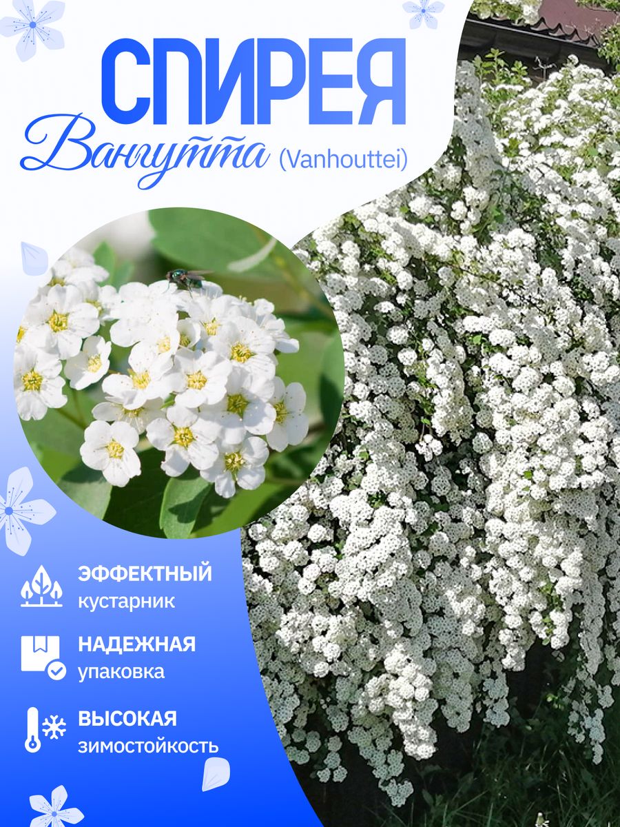 Спирея саженец Вангутта Garden Seasons 173473279 купить за 411 ₽ в  интернет-магазине Wildberries