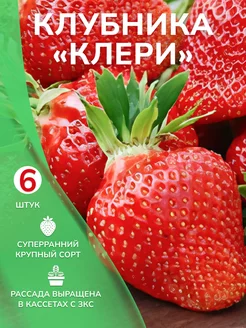 Саженцы клубники Клери Garden Seasons 173527482 купить за 386 ₽ в интернет-магазине Wildberries