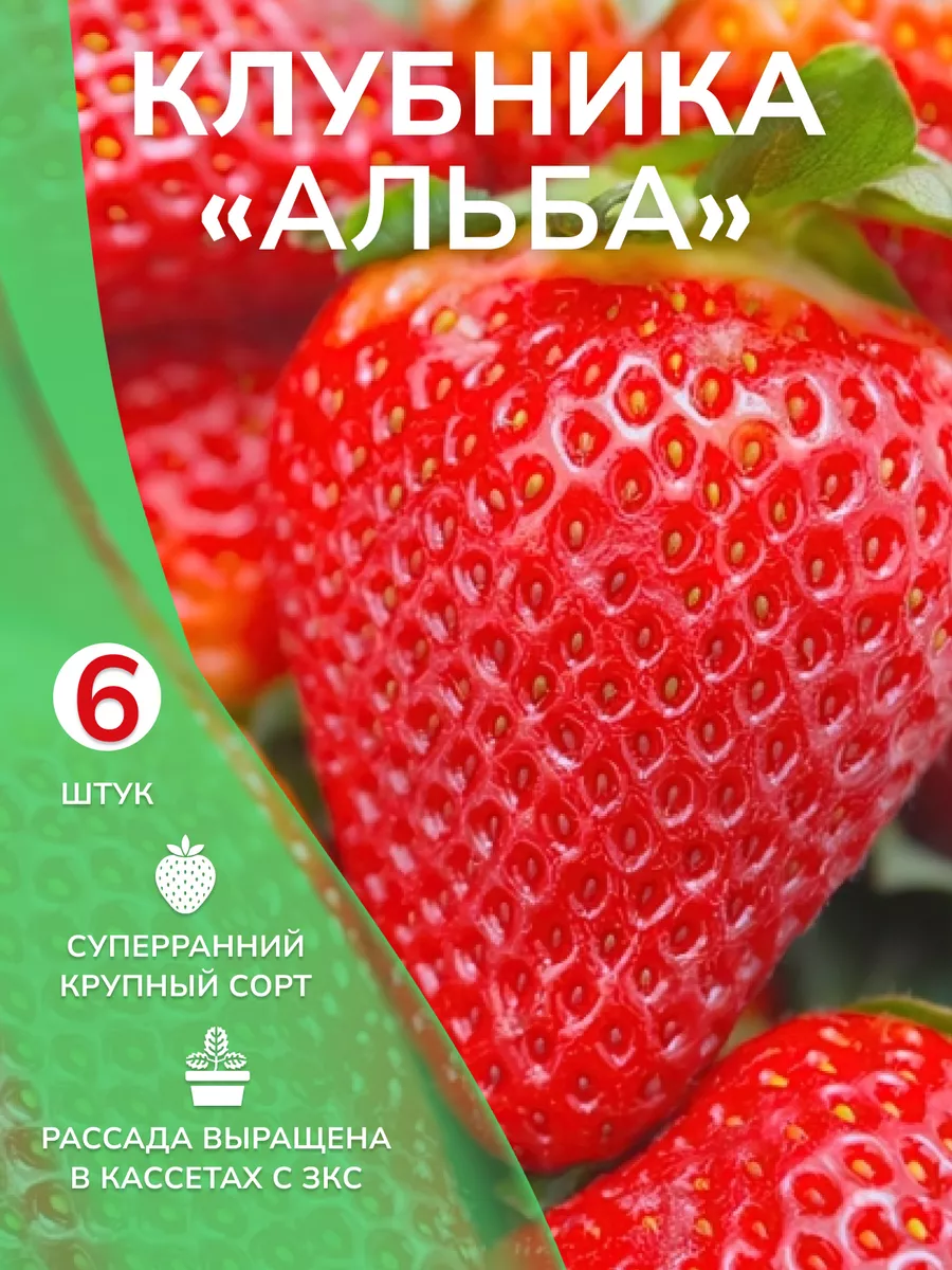 Саженцы клубники Альба Garden Seasons 173527649 купить за 409 ₽ в  интернет-магазине Wildberries