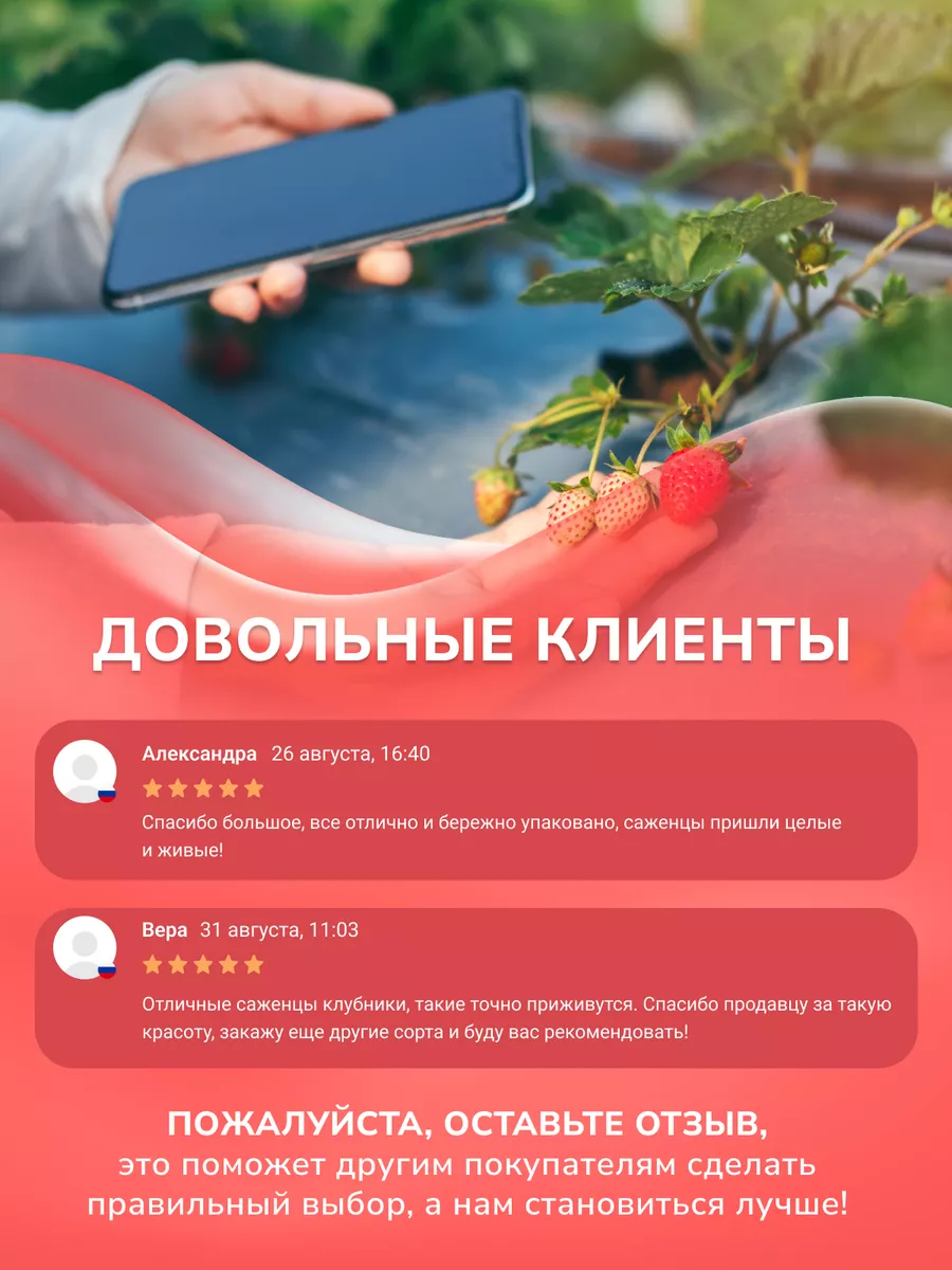 Саженцы клубники Альба Garden Seasons 173527649 купить за 409 ₽ в  интернет-магазине Wildberries