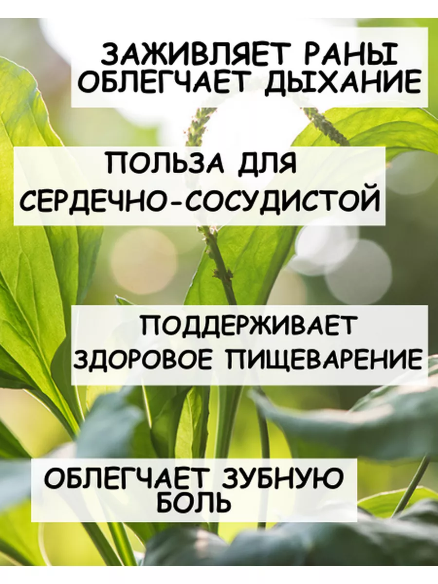 Подорожник трава Дерево Любви 173557647 купить за 198 ₽ в интернет-магазине  Wildberries