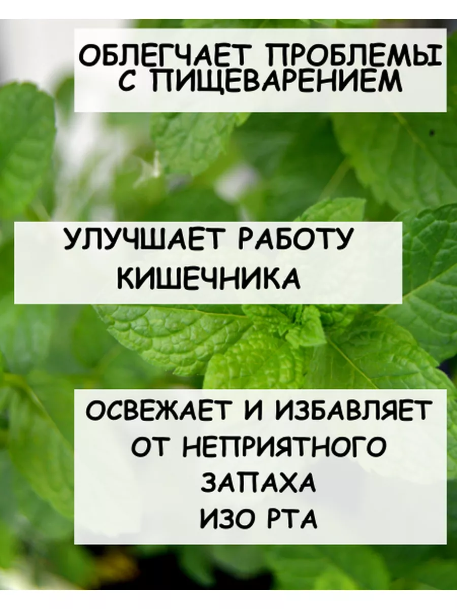 Мята Перечная трава Дерево Любви 173558260 купить за 220 ₽ в  интернет-магазине Wildberries