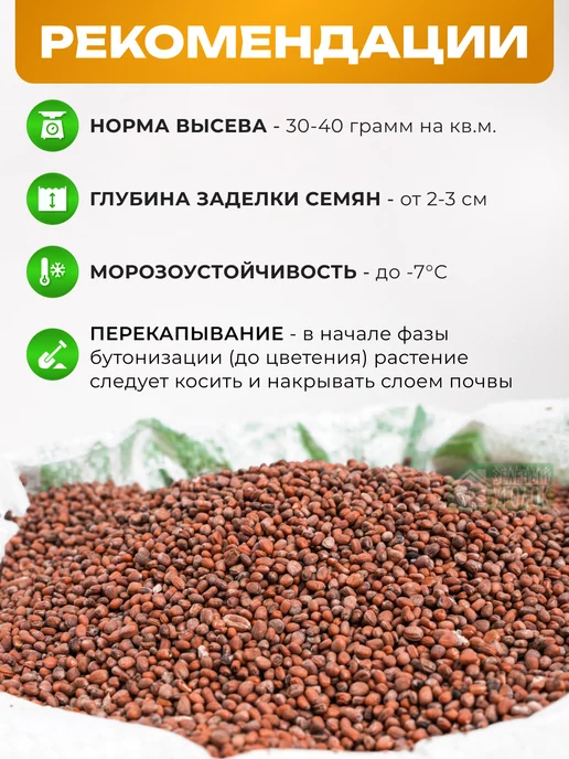 ЗЕЛЕНЫЙ УГОЛОК Семена Редька масличная 10 кг сидераты, 10 кг, фото 2