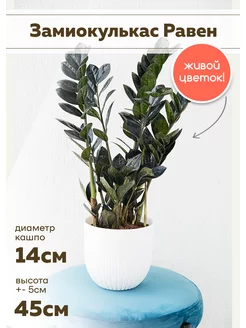 Комнатные растения живые Замиокулькас Равен 14/45 SunlitFlora 173681193 купить за 2 687 ₽ в интернет-магазине Wildberries