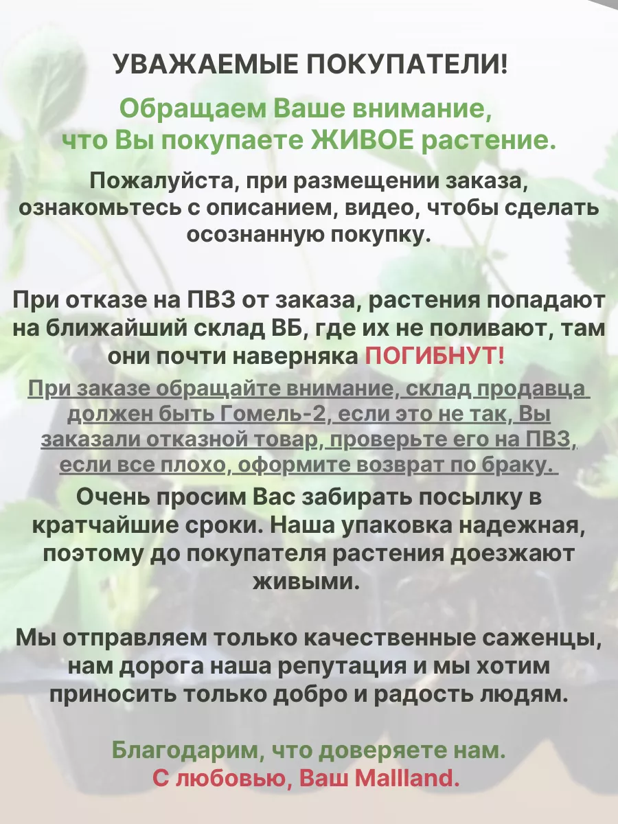 В кассетах Клубника поздняя Мальвина 6шт Белорусские саженцы 173710652  купить в интернет-магазине Wildberries