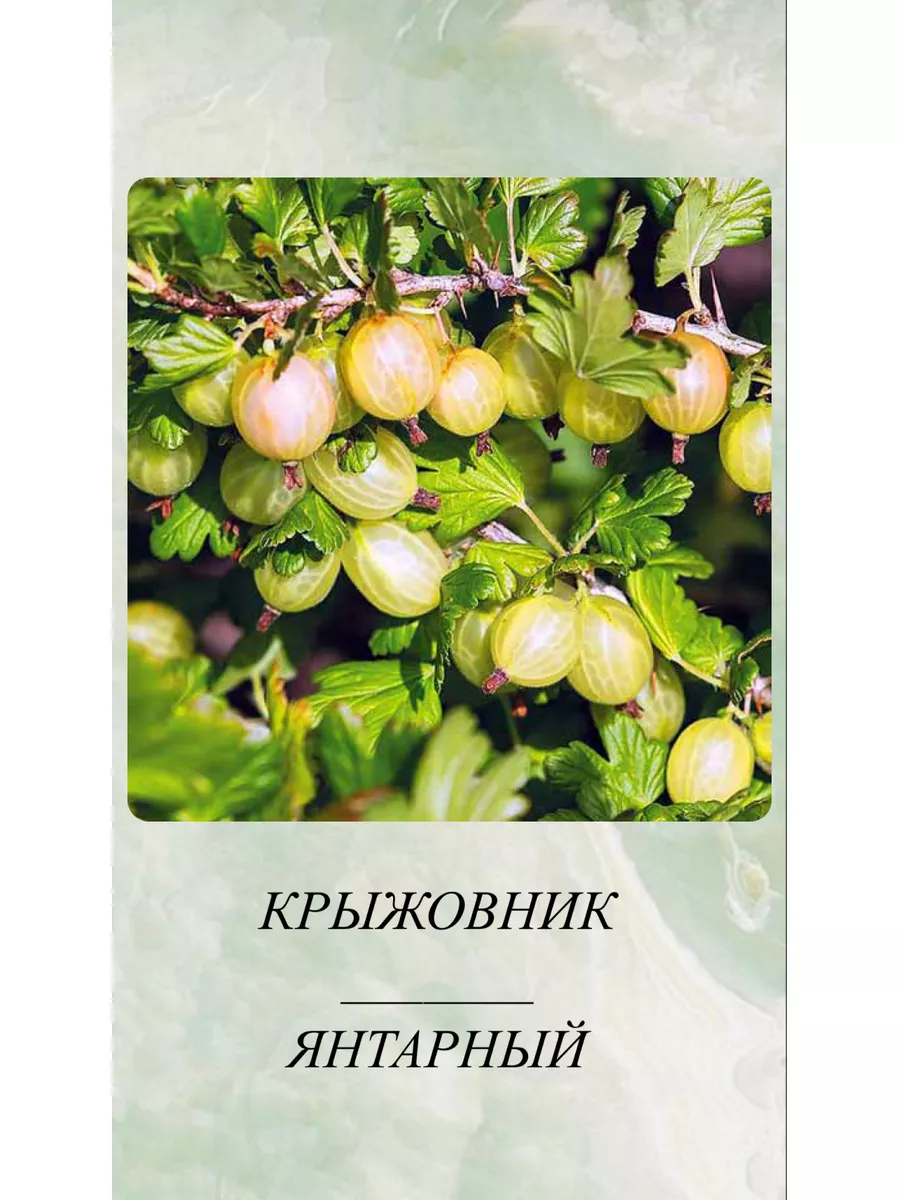 Крыжовник саженцы многолетних ягод Аленький цветочек 173801916 купить в  интернет-магазине Wildberries