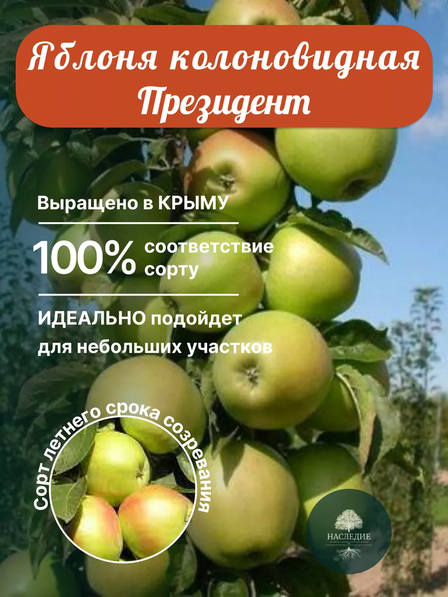 Саженцы деревьев плодовых яблоня колоновидная желтая Питомник Наследие  173819591 купить за 441 ₽ в интернет-магазине Wildberries