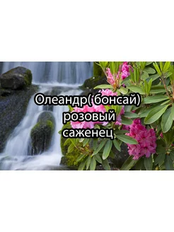 Олеандр бонсай Крымский Саженец Бумеранг 173820619 купить за 382 ₽ в интернет-магазине Wildberries