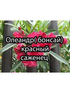 Олеандр бонсай Крымский Саженец Бумеранг 173820620 купить за 382 ₽ в интернет-магазине Wildberries