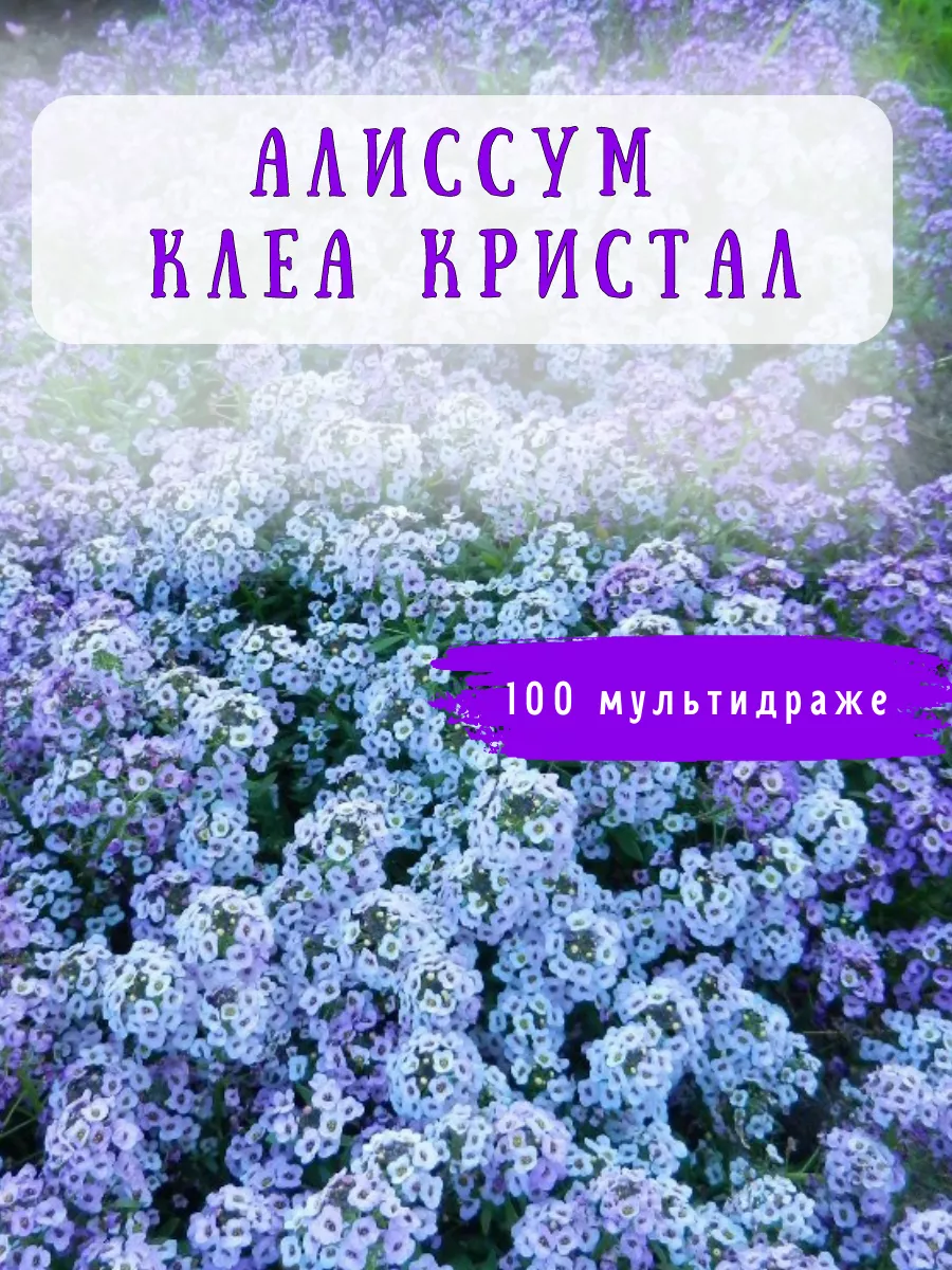 Алиссум Клеа Кристал семена 100 мультидраже сиреневый цвет Сад без хлопот  173871833 купить за 729 ₽ в интернет-магазине Wildberries