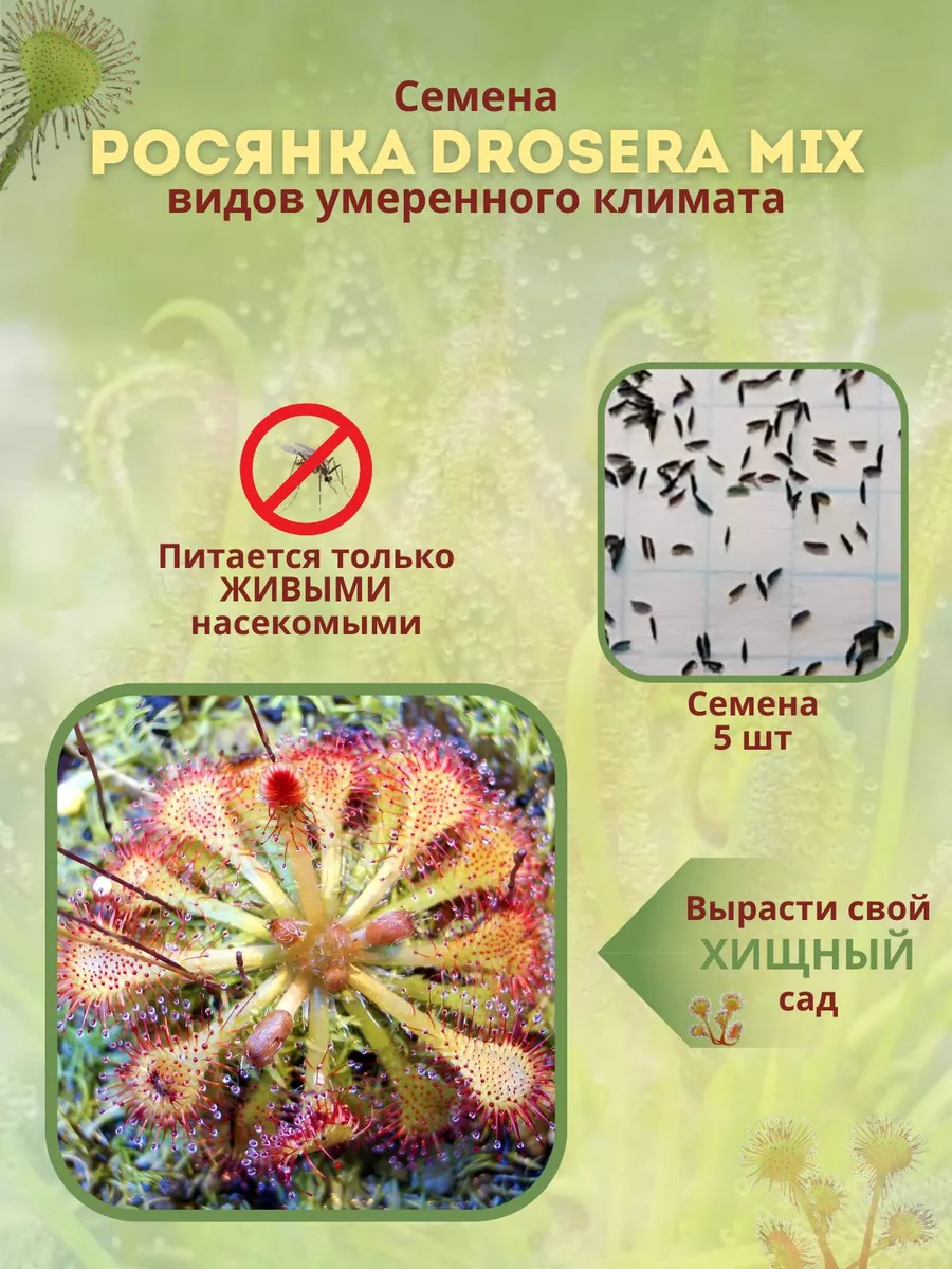 Семена росянки Drosera МИКС видов умеренного климата Росянка 173951138  купить за 310 ₽ в интернет-магазине Wildberries