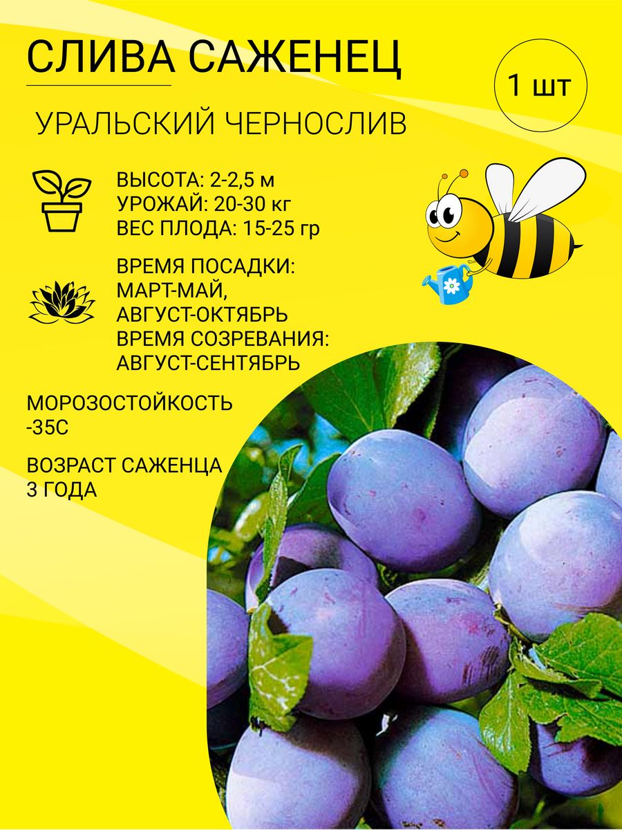 Чернослив саженцы. Уральский чернослив. Слива деликатная. Слива Уральский чернослив дерево.