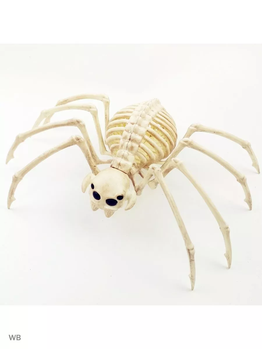 Как выглядит скелет паука. Паук какой скелет. Паук скелетон. Голова паука. Паучий скелет.